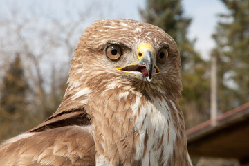 Buteo buteo ready to take flight. a buzzard perched on a pole shows a huge wingspan of up to 2 meters