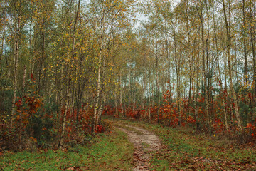 Obraz premium Pathway in autumn forest with birches.