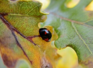 Pine ladybird (exochomus quadripustulatus) on an oak leaf