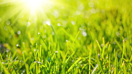 Obraz premium Spring nature background with green grass, sun and bokeh