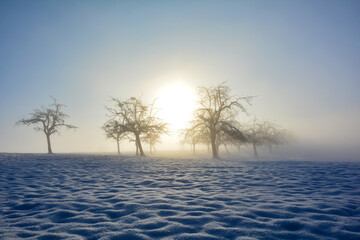 Fototapeta na wymiar Trees at sunrise with snow on a foggy morning