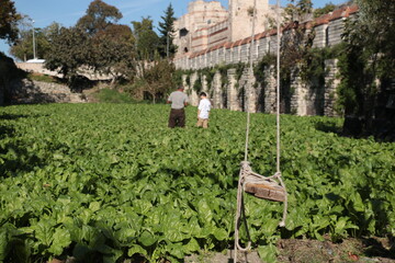 Fototapeta na wymiar people farming near the historic walls.