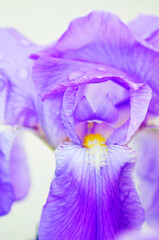 Purple iris flower close up macro colorful nature background