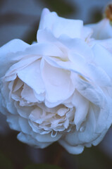 White rose in garden close up nature background