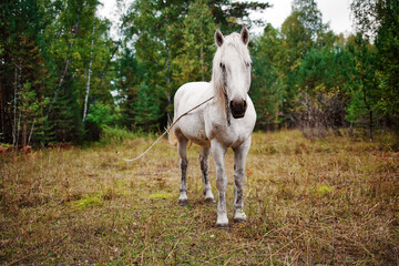 Fototapeta premium A white country horse grazes on the edge of the forest. The mare is tied on a rope and grazing in a meadow. Village scene