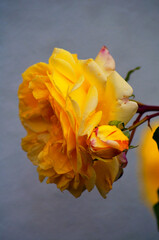 Orange rose in garden close up nature background