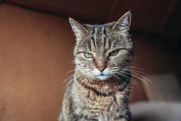 Funny portrait arrogant short-haired domestic tabby cat relaxing at home. Little kitten lovely member of family playing indoor. Pet care health and animal concept.