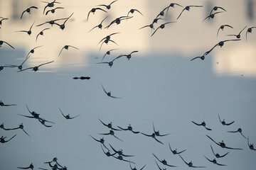 A flock of Little Stints flying at Tubli bay with dramatic reflection on water, Bahrain