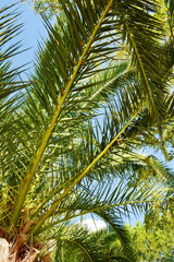 Obraz na płótnie Canvas Beautiful Tropical Background with Palm Tree on a Blue Sky