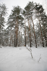 forest in winter