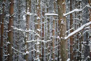 icicles in the snow © Sieku Photo