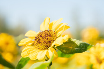 Sunflower blooming in the garden  on blur background