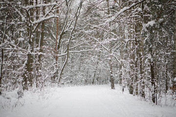 snow covered trees