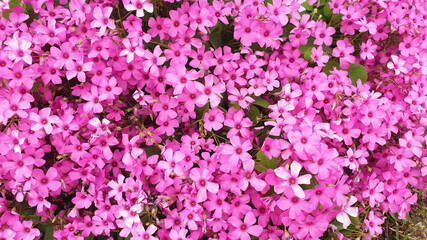 Panorama of pink Oxalis articulata flowers.