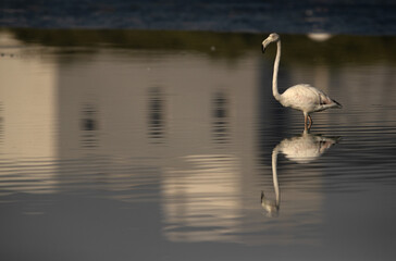Greater Flamingo in the morning at Tubli bay, Bahrain