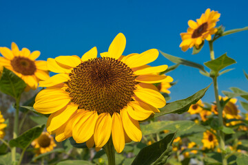 Sunflower blooming in the garden with blue sky on background