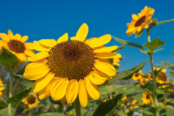 Obraz premium Sunflower blooming in the garden with blue sky on background