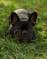 Fototapeta premium french bulldog puppy sitting