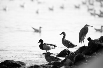 Mallard ducks resting at Tubli bay, Bahrain