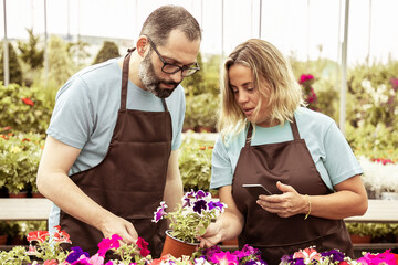 Two professional florists looking at potted petunia. Woman holding pot and phone, talking with bearded colleague. Gardeners working in greenhouse together. Gardening and digital technology concept