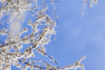 Cherry trees bloom in spring. White cherry blooming. Spring clear sunny blue sky day. Selective focus. Free space. 
