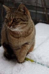 cat in the snow in the yard