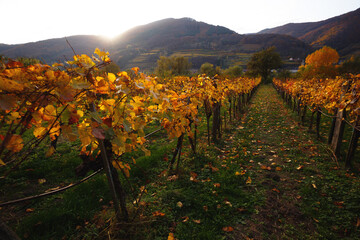 Fototapeta premium autumn vineyards in the sunset light