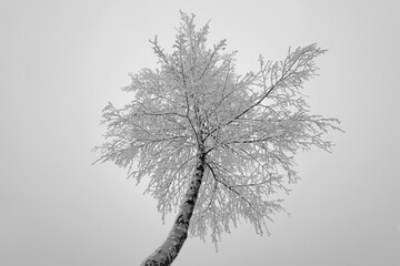 Birke Betula Baum von unten Winter Eis Kristalle Ästhetik Schönheit Sauerland Froschperspektive...