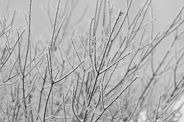 Äste Winter Schnee Kontrast Ast Zweige Verzweigung Eis Kristalle Nebel selektive Schärfe Wald Sauerland bizarr feingliedrig Struktur Verästelung Details WInd Makro Graustufen schwarz weiß