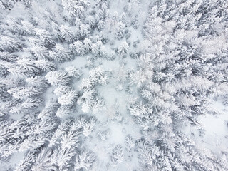 Winter pine forest from above shot with a drone.