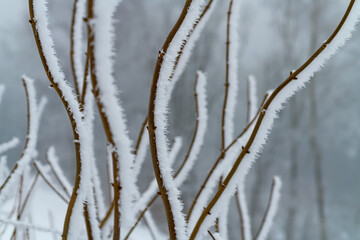 Äste Winter Wellen gebogen parallel Schnee Kontrast Ast Zweige Verzweigung Eis Kristalle Nebel selektive Schärfe Wald Sauerland bizarr Struktur Details Makro kurven Wind Rhythmus Grafik Hintergrund 