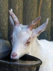 Fototapeta premium Mountain goat in Bavarian mountains, Germany