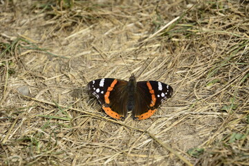 papillon 2
