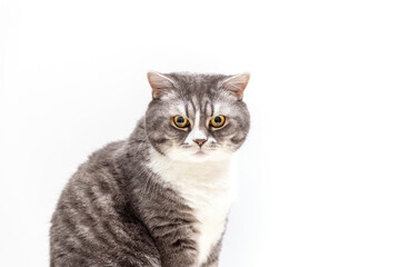 Portrait of British Shorthair cat on a white background and looks down. Selective focus.