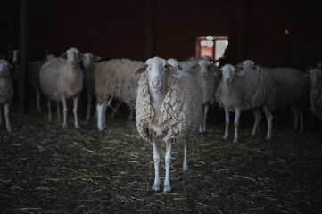 Group of ships on a farm looking at the camera 