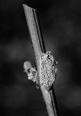 the stick on which the insect has laid its cures