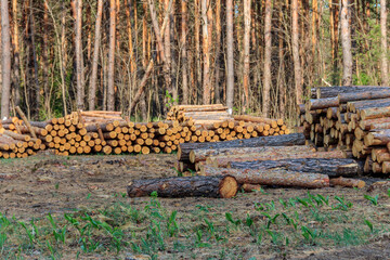 Stacked tree trunks felled by the logging timber industry in pine forest