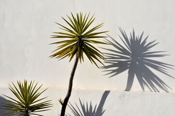 Yuccas reflected on a wall 