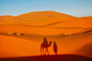 Fototapeta na wymiar Camels and its shadows on the sand of some Africa's desert
