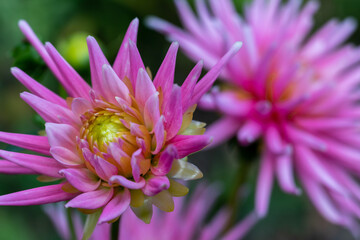 pink dahlia flower in the garden close-up