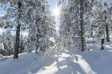 Sunrise in winter snow forest