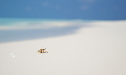 Vacation holidays background wallpaper postcard - crab on sandy beach with turquoise sea. Kuredu, Maldives.
