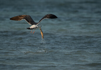 Lesser Black-backed Gull pickinf up fish from the water at Busaiteen coast, Bahrain