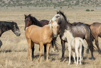 Obraz premium Wild Horses in Spring in the Utah Desert
