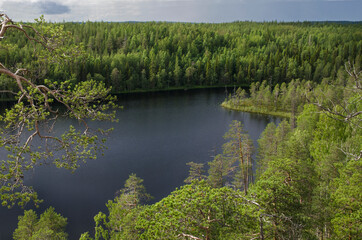 Forest on the shore of the northern lake