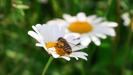 Biene auf der Blume