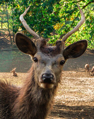 Ein Hirsch so nah