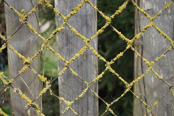 fence with wire and moss