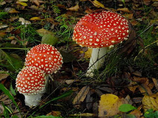 three red toadstools, big and small, against the background of dry leaves in the forest and spruce. Toadstool amanita muscaria in the forest