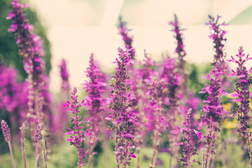 Beautiful lavender flowers growing in greenhouse. Pretty violet floral plants in conservatory or hothouse. Selective focus. Commercial gardening and summer greenery concept